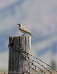 Horned Lark